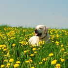 Nach dem Gassi gehen war dann auch mein Hund gelb ;0)