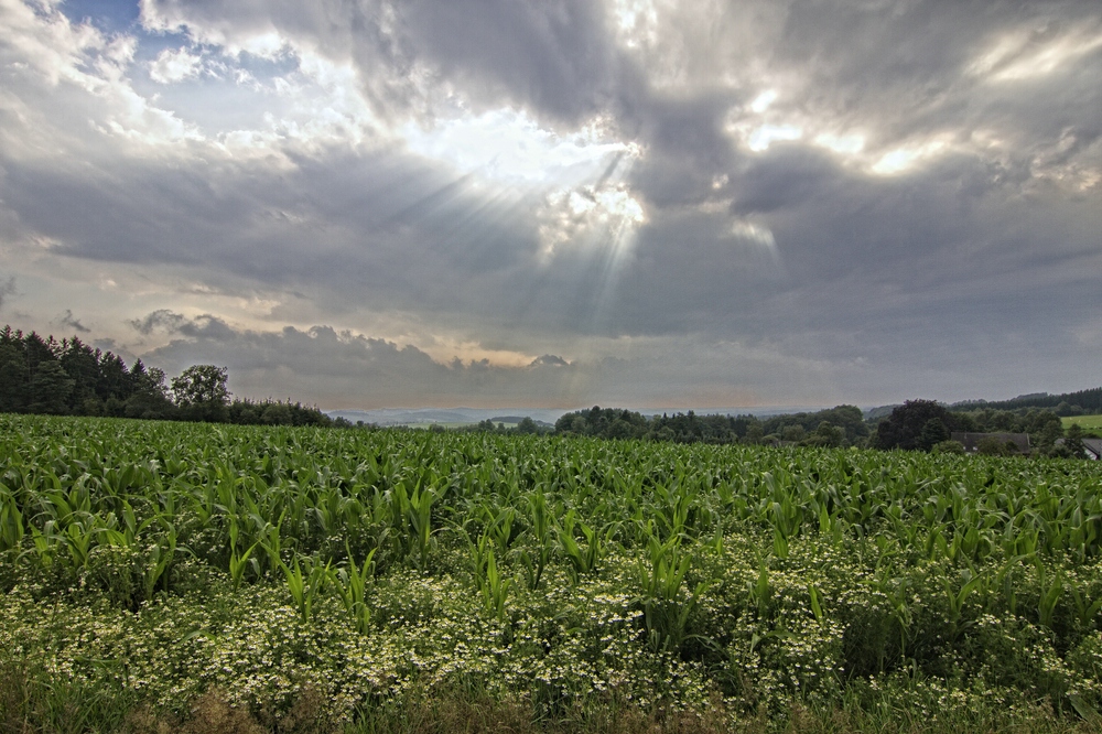 Nach dem Gewitter