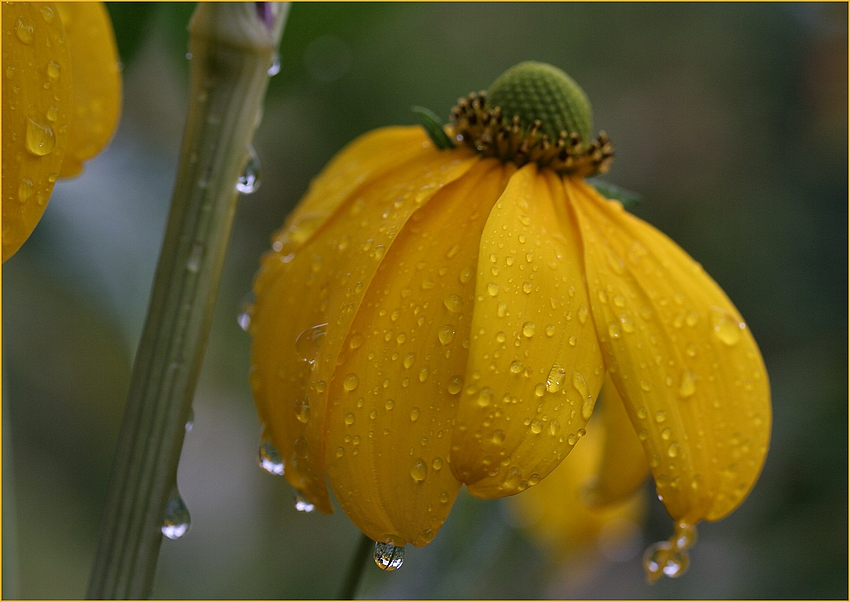 Nach dem Gewitter 1