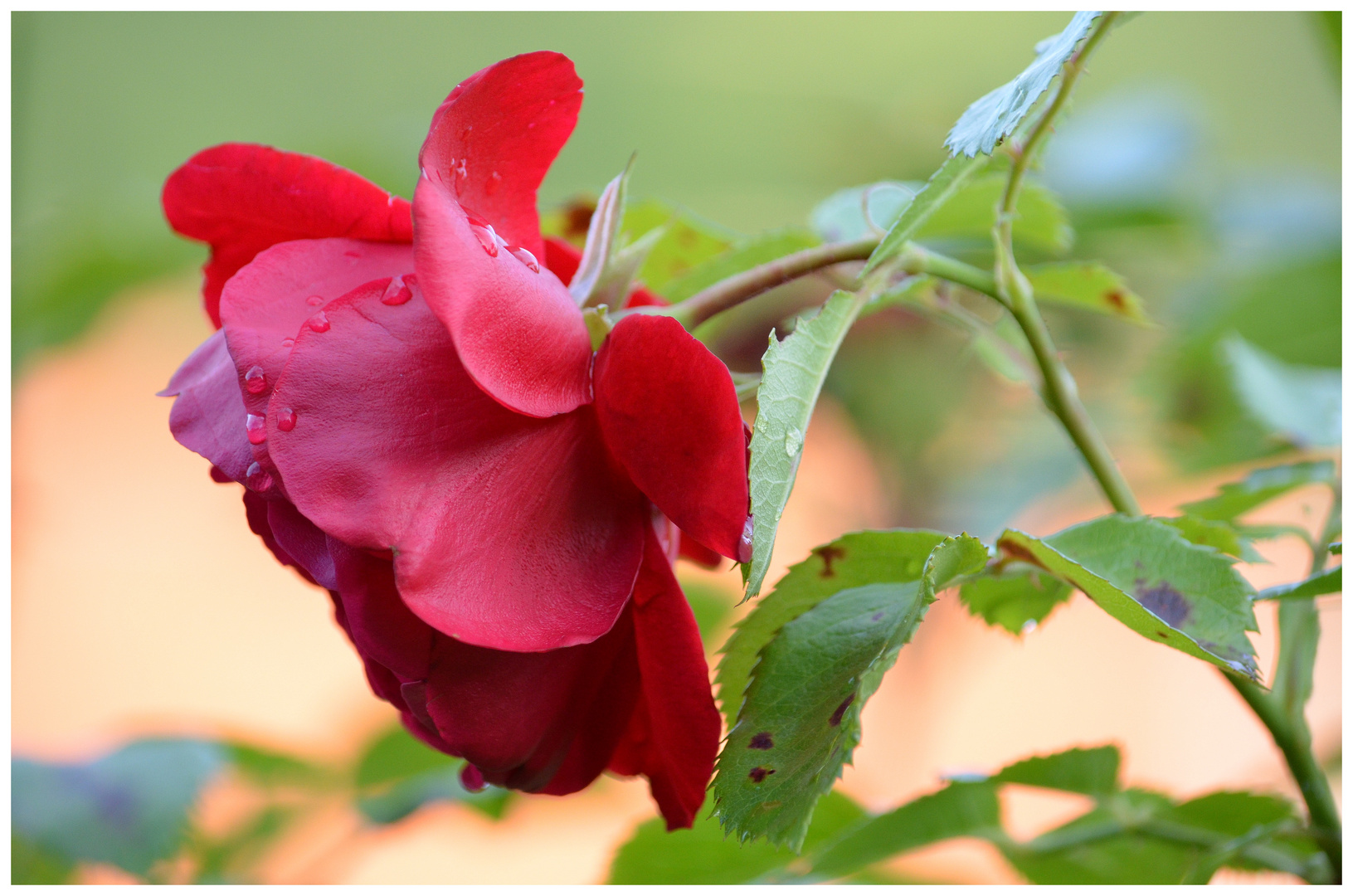 Nach dem Gewitter...