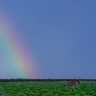 nach dem gewitter