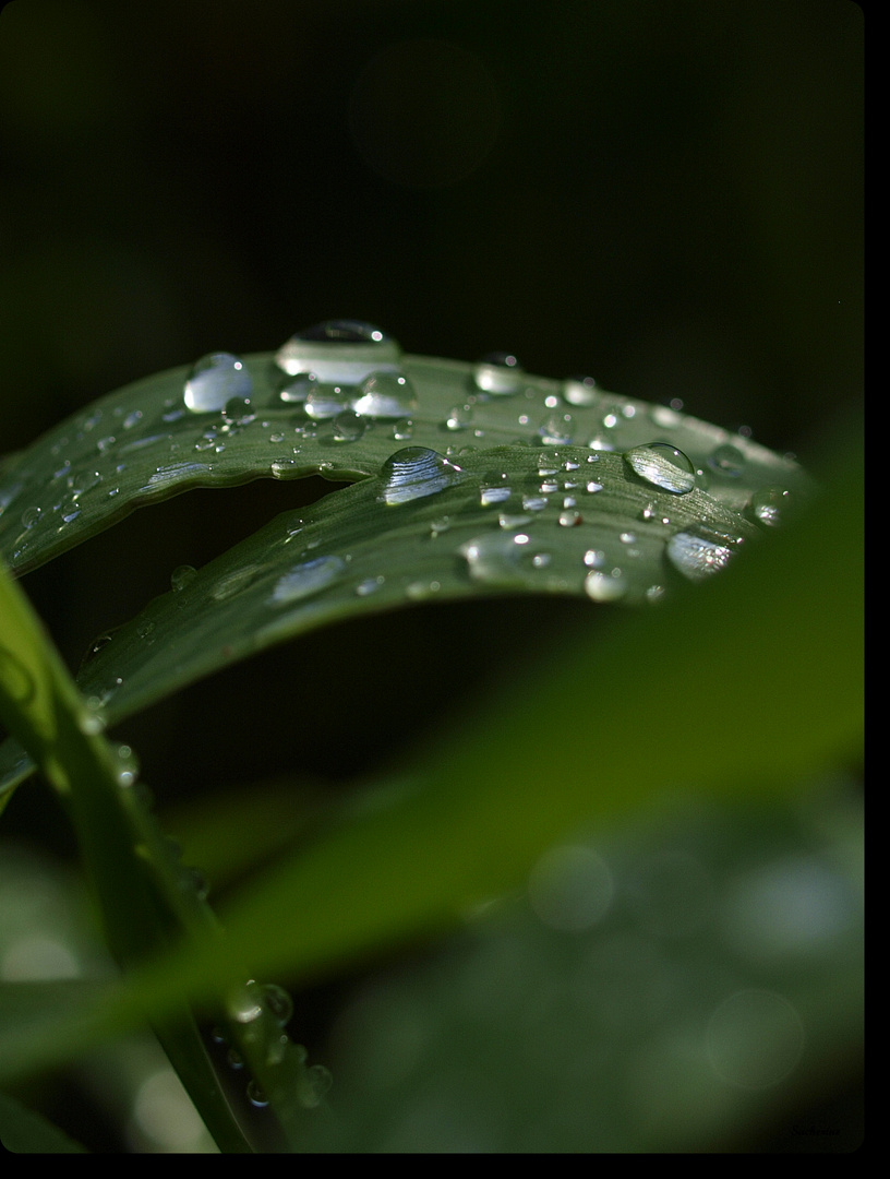 nach dem Gewitter