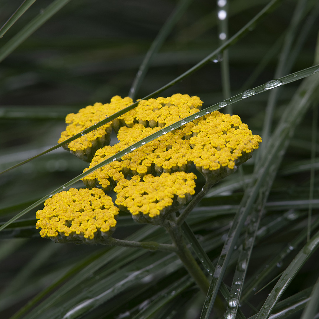 Nach dem Gewitter