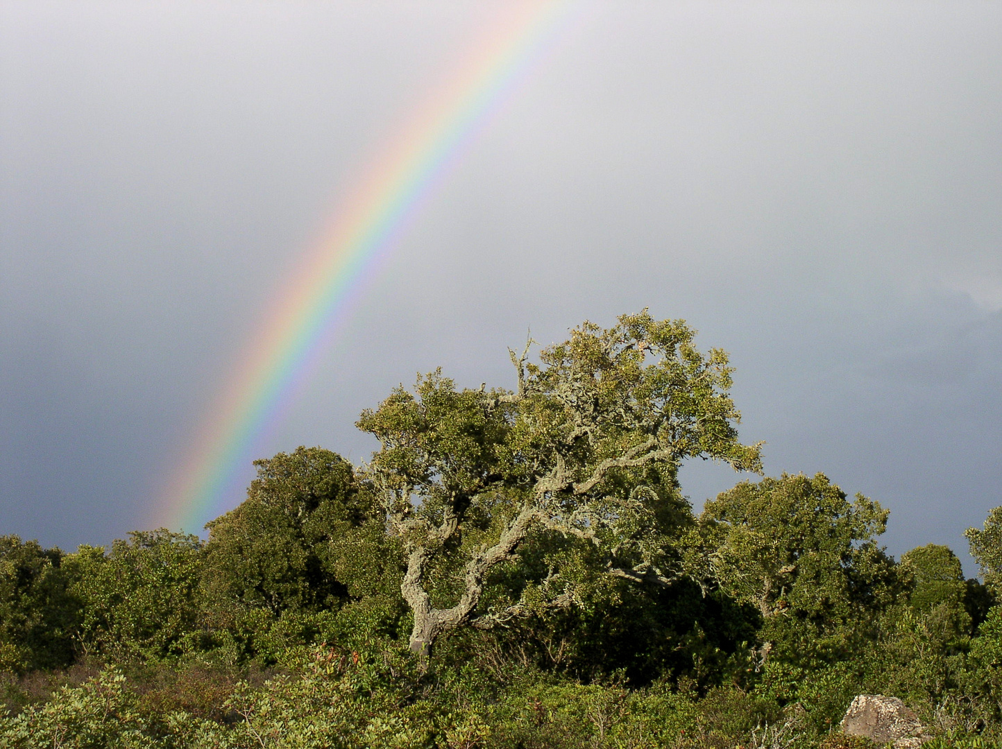 nach dem Gewitter