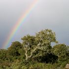 nach dem Gewitter