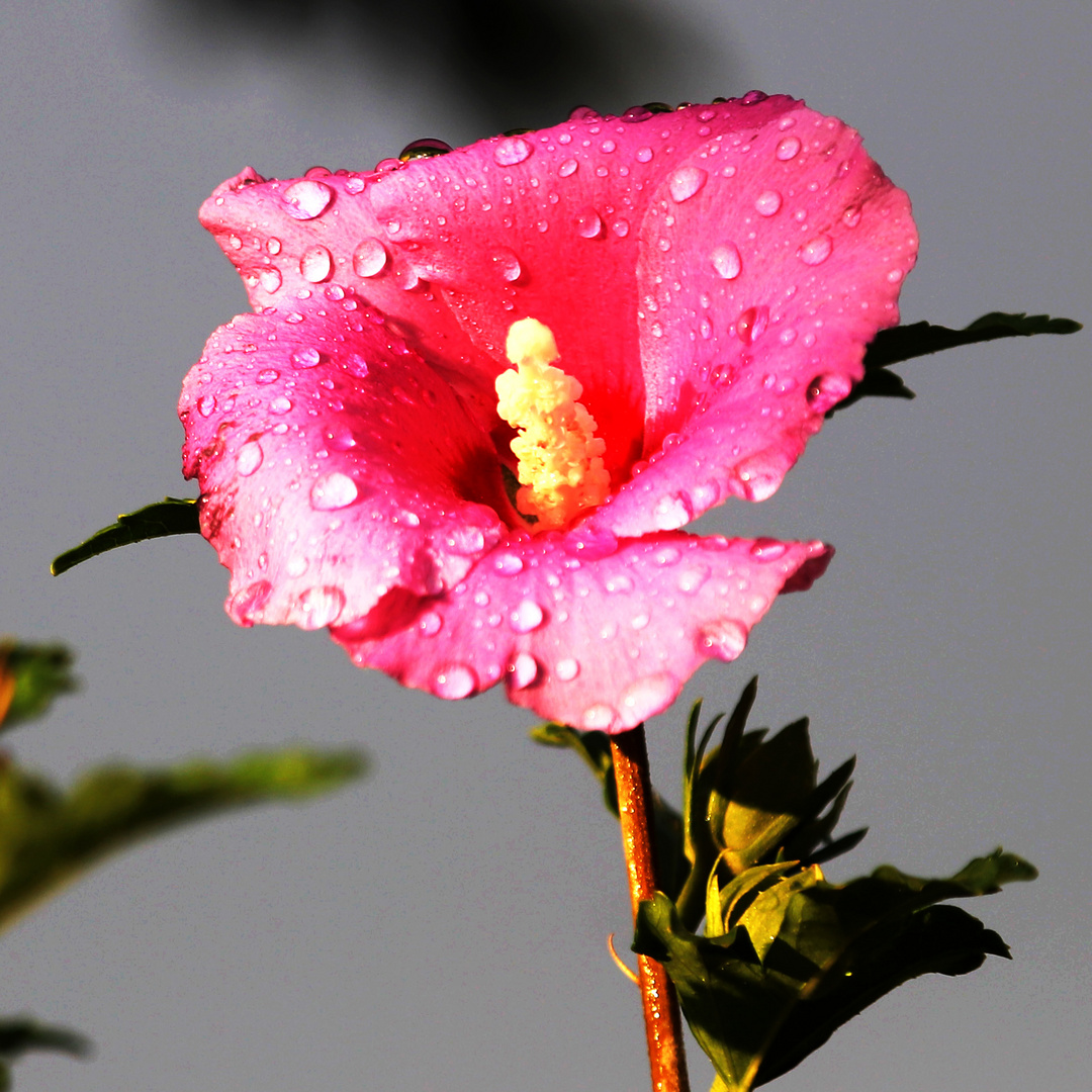 nach dem Gewitter 