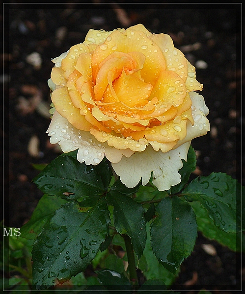 nach dem Gewitter