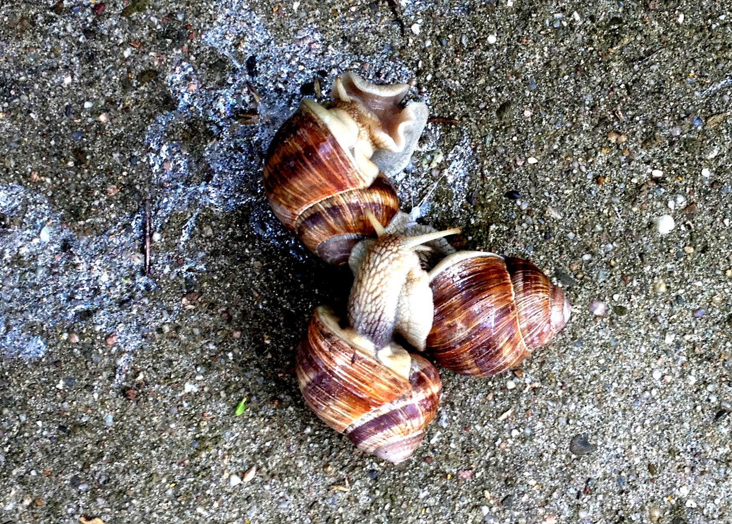 nach dem Gewitter