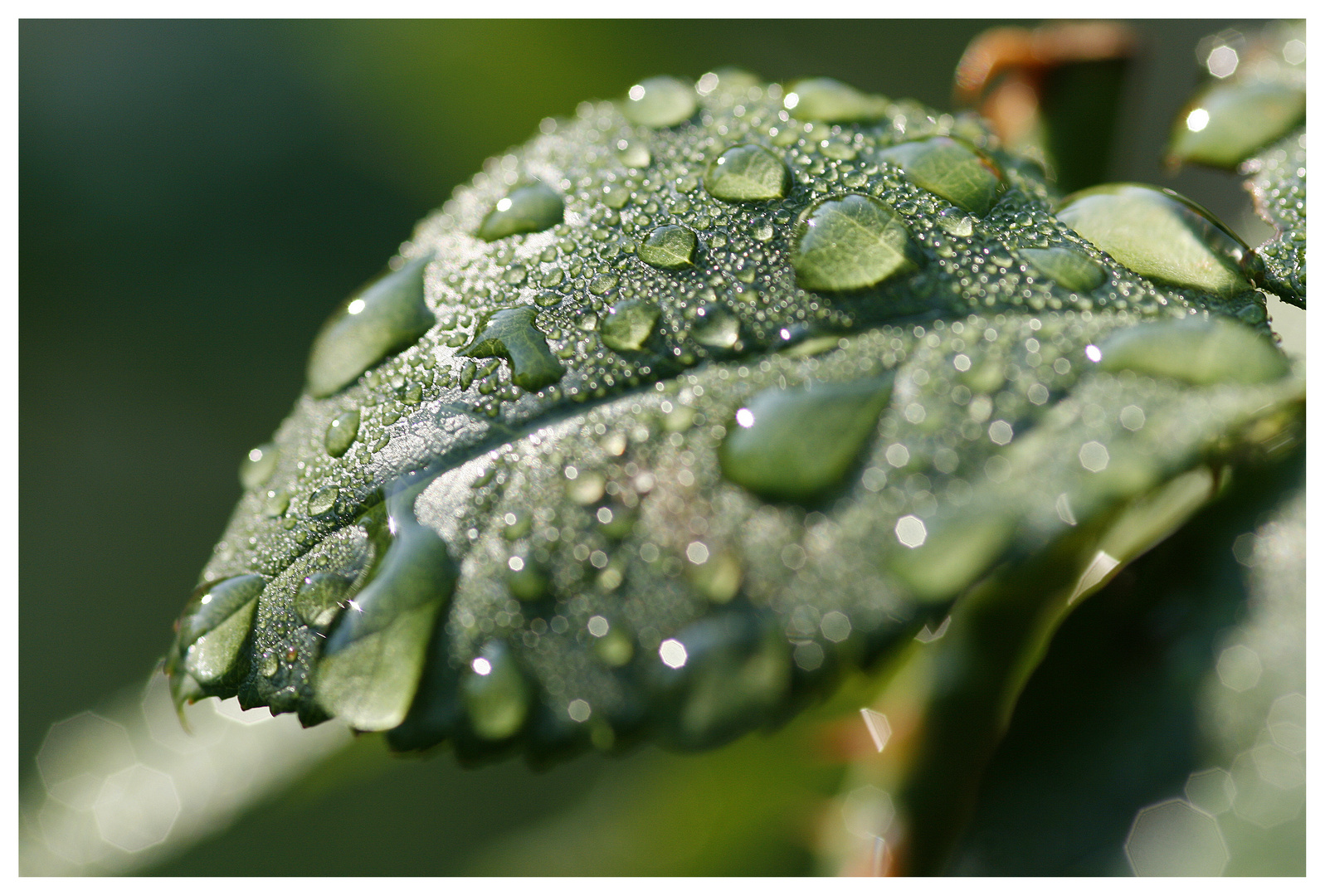 nach dem Gewitter