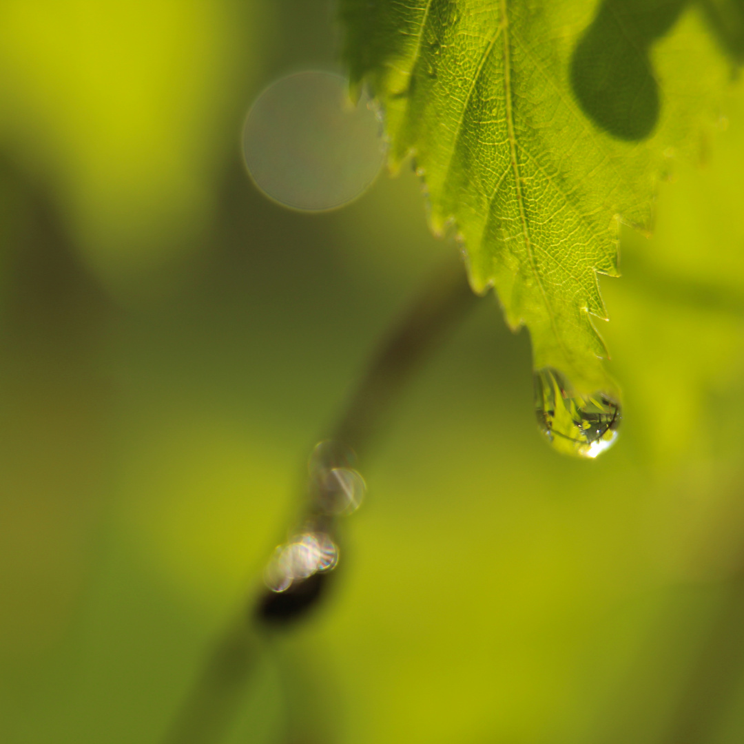 nach dem Gewitter