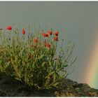 nach dem gewitter