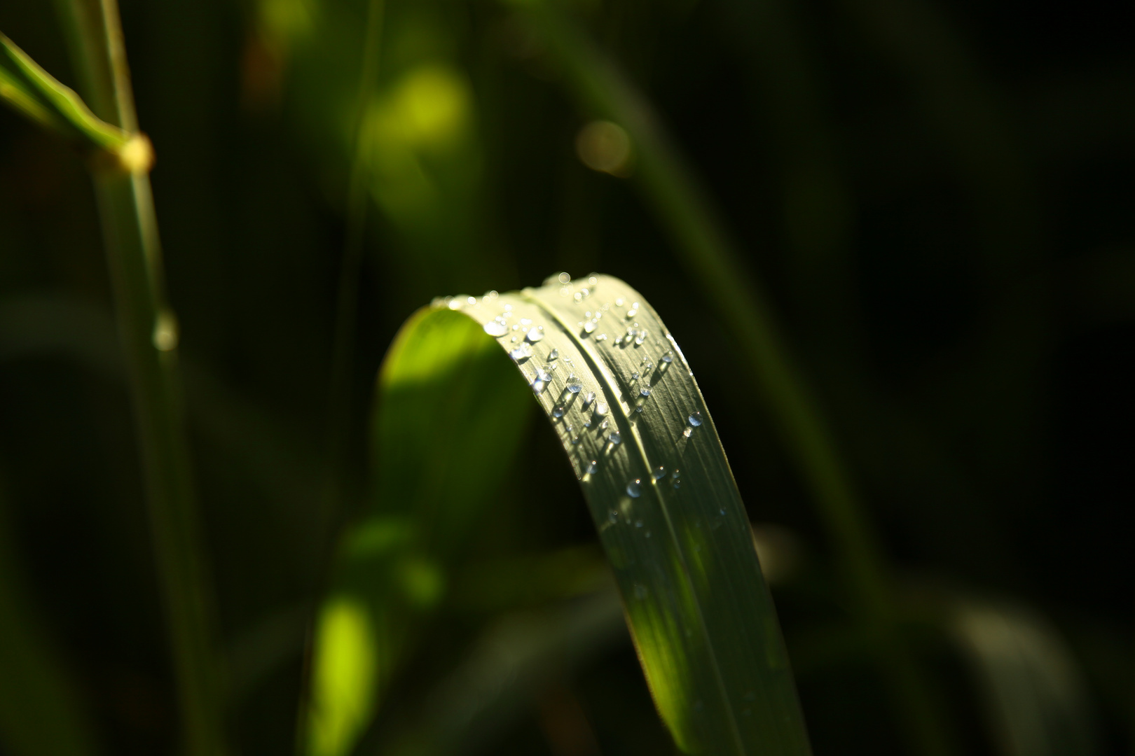 Nach dem Gewitter