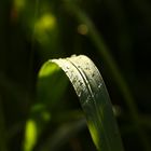 Nach dem Gewitter