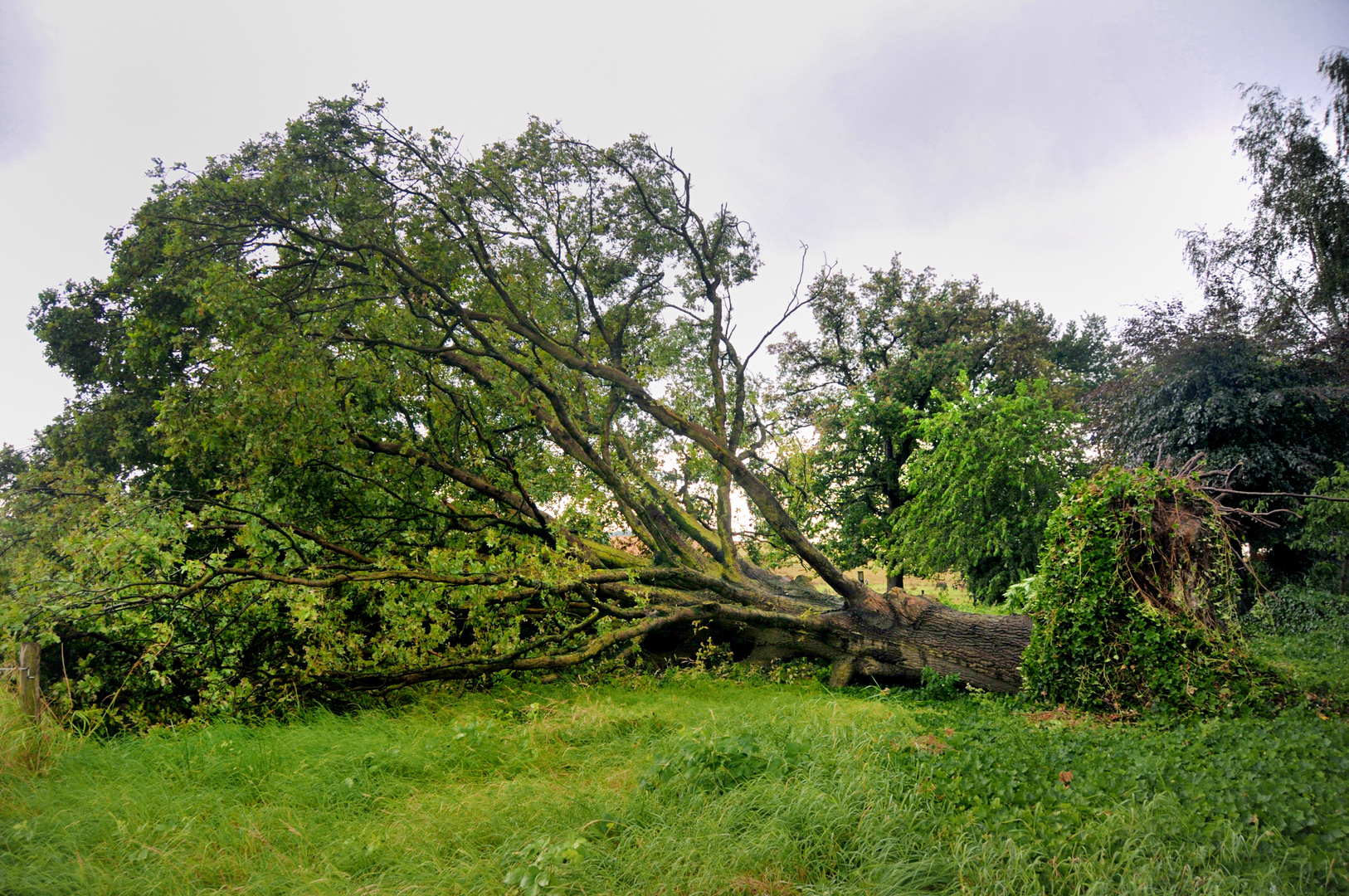 Nach dem Gewitter II