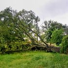 Nach dem Gewitter II