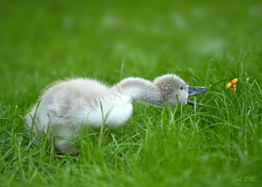 nach dem Glück greifen