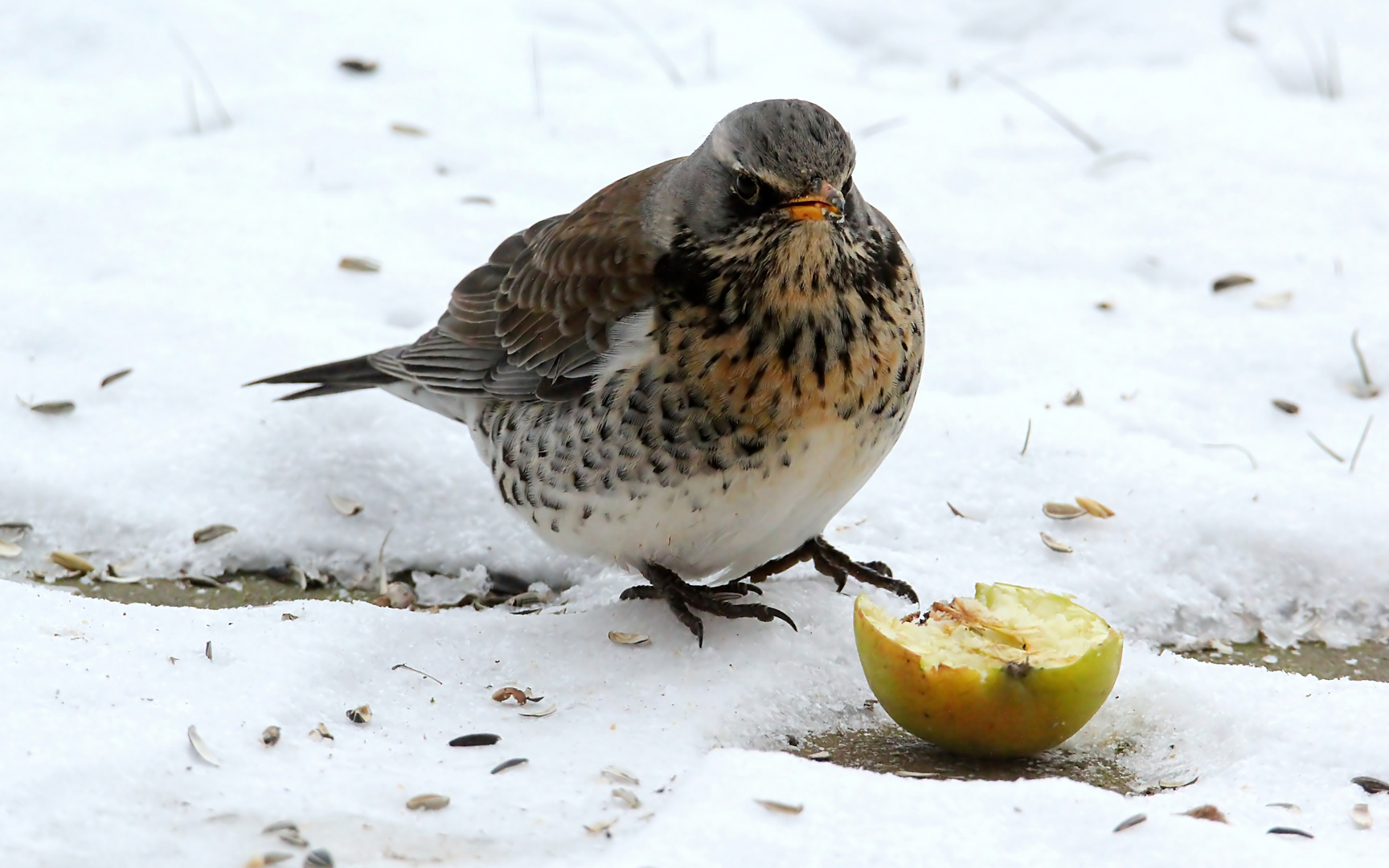 Nach dem großem Schnee ...