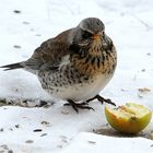 Nach dem großem Schnee ...