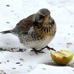 Nach dem großem Schnee ...