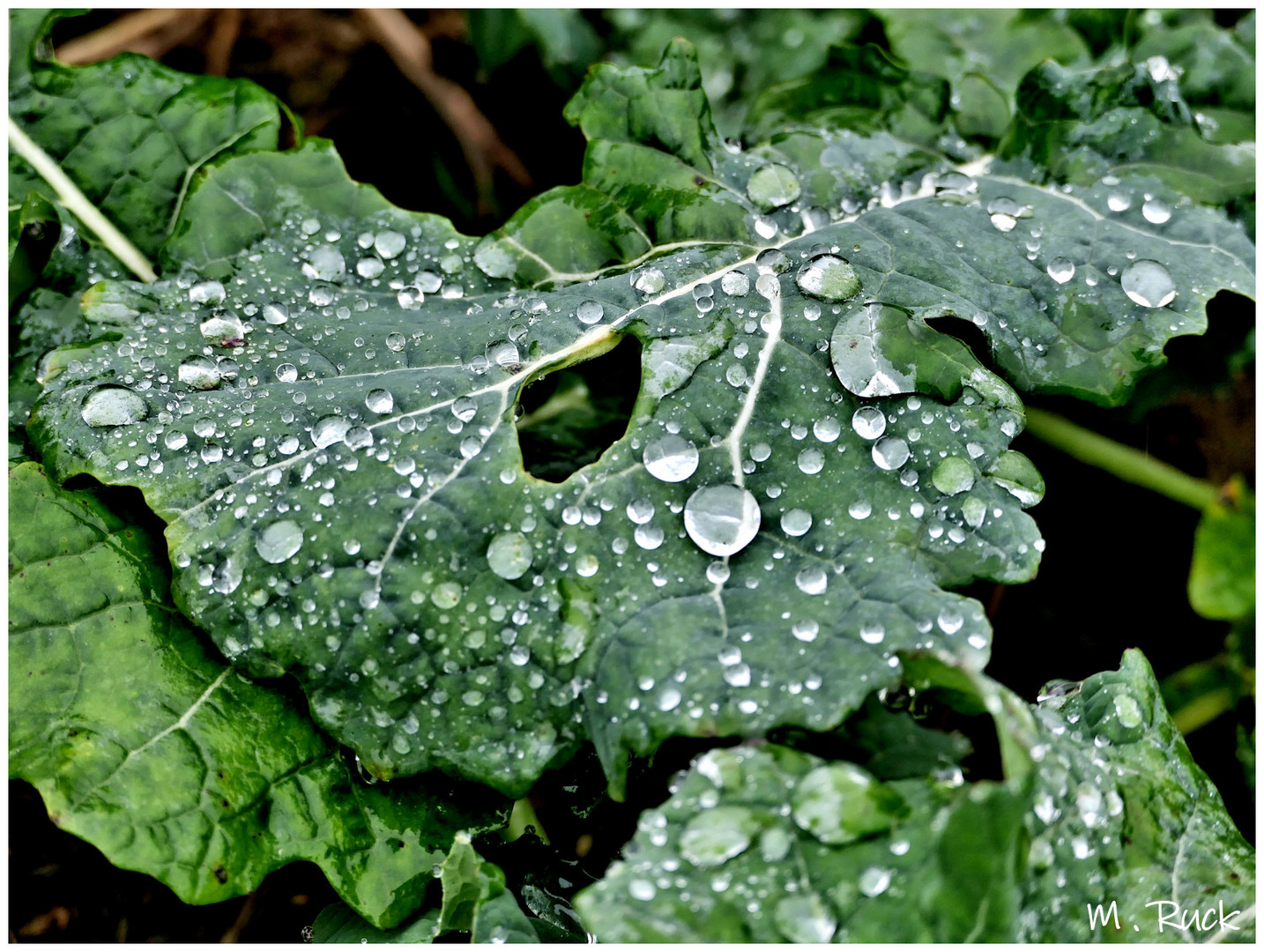 Nach dem großen Regen 