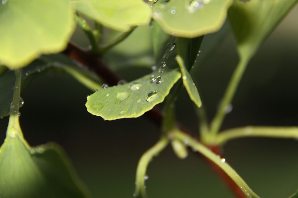 nach dem grossen Regen