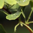 nach dem grossen Regen