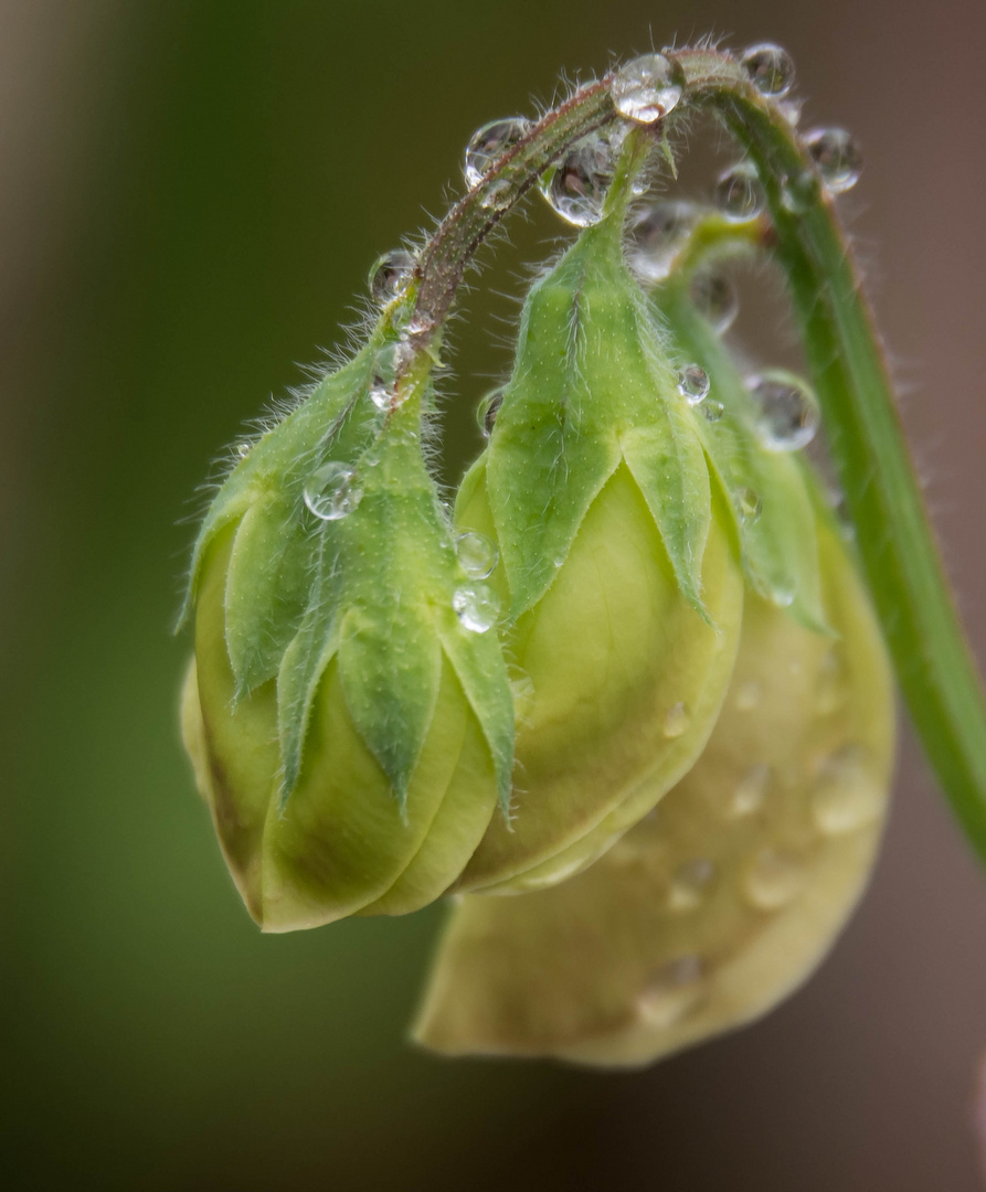 ..Nach dem großen Regen..