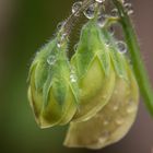 ..Nach dem großen Regen..