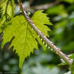 nach dem grossen Regen