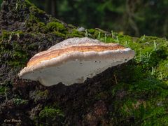 Nach dem großen Regen - Rotrandiger Baumschwamm