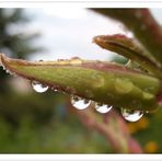 Nach dem großen Regen ; Wasserspiele an der Knospe einer Palm-Lilie- Yucca filamentosa