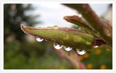 Nach dem großen Regen ; Wasserspiele an der Knospe einer Palm-Lilie- Yucca filamentosa