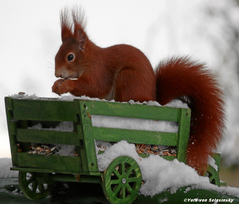 Nach dem großen Schneefall