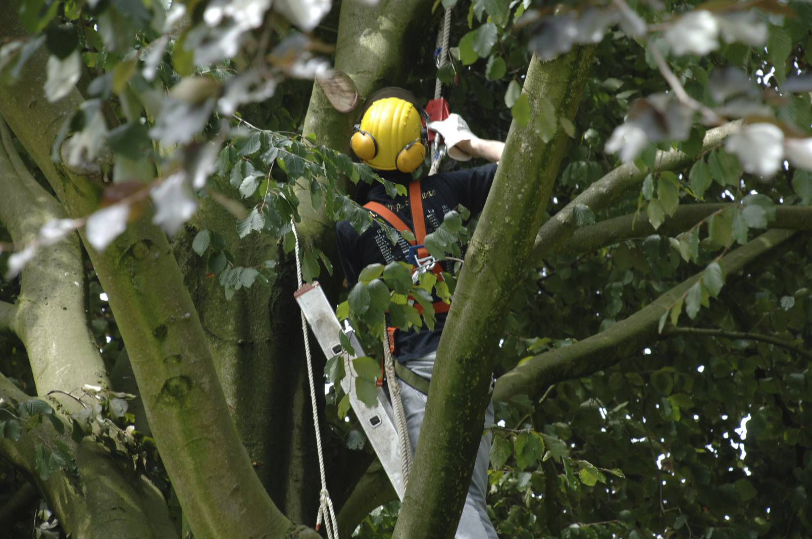 Nach dem großen Sturm - Aufräumen im Baum