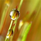 Nach dem Hagel, 217:348