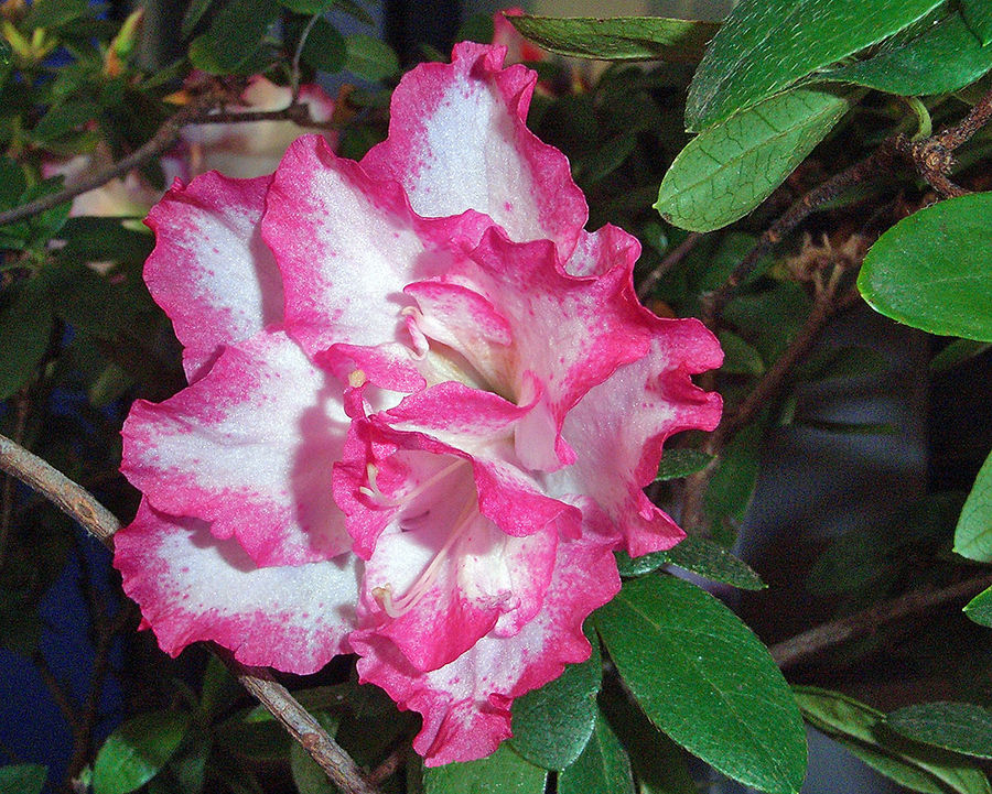 Nach dem halben Jahr im Garten blühen sie jetzt besonders schön