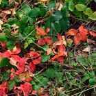 nach dem herbstlichen Heckenschnitt