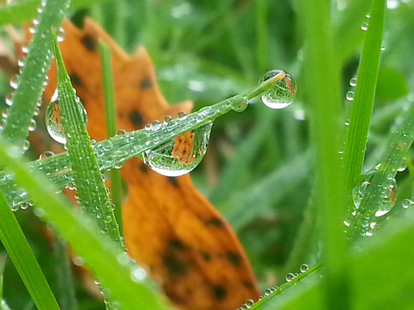 nach dem Herbstregen