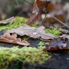 Nach dem Herbstregen I