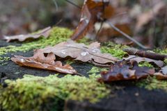 Nach dem Herbstregen I