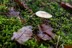 Nach dem Herbstregen VII