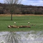 Nach dem Hochwasser