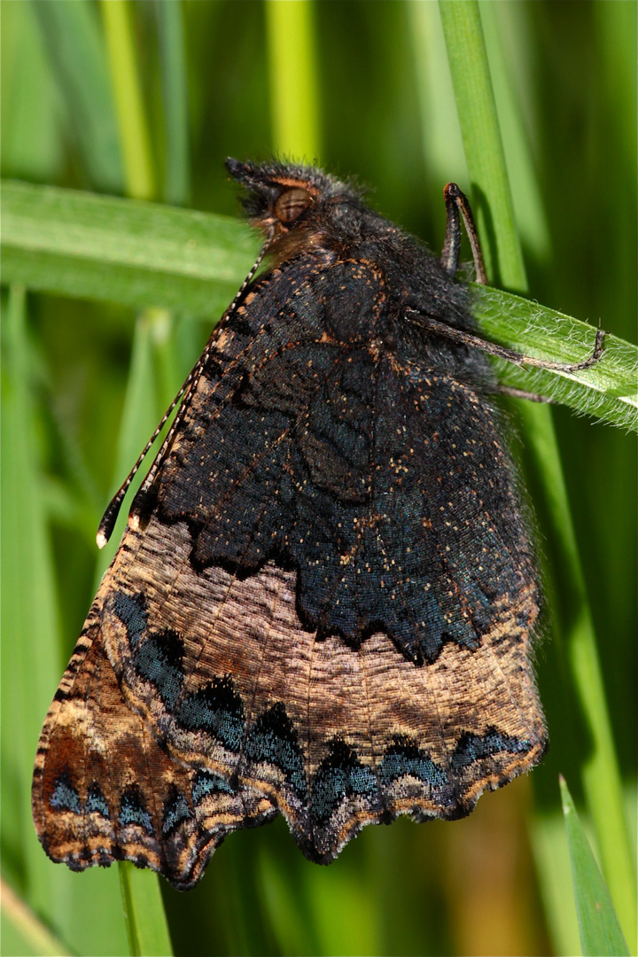 NACH DEM JUNGFERNFLUG - DER FRISCH GESCHLÜPFTE KLEINE FUCHS (AGLAIS URTICAE)