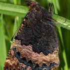 NACH DEM JUNGFERNFLUG - DER FRISCH GESCHLÜPFTE KLEINE FUCHS (AGLAIS URTICAE)