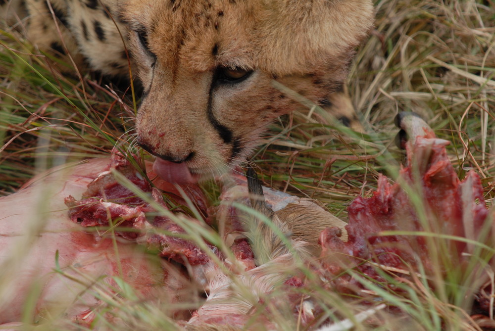 Nach dem Kill einer Thomson-Gazelle - Kenia 08/2007