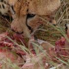 Nach dem Kill einer Thomson-Gazelle - Kenia 08/2007