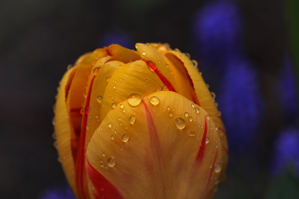 nach dem "Mai-Regen"