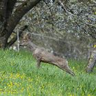 ***  Nach dem Mittagsschläfchen ***