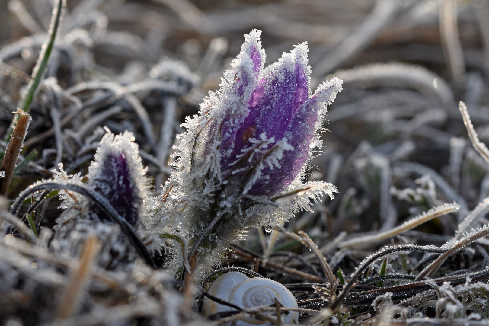 Nach dem Nachtfrost (1/3)