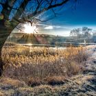 nach dem Nachtfrost - Morgens am Teich 